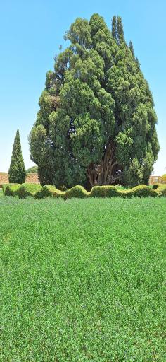 عکس سرو ابرکوه