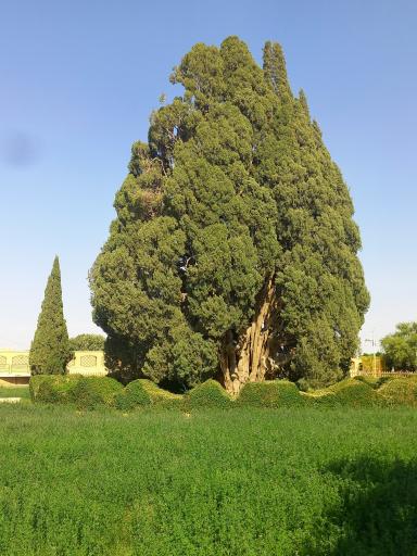عکس سرو ابرکوه
