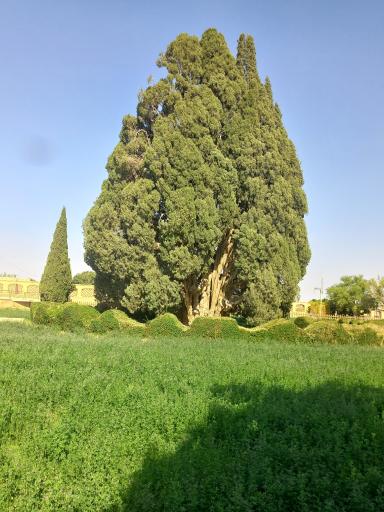 عکس سرو ابرکوه