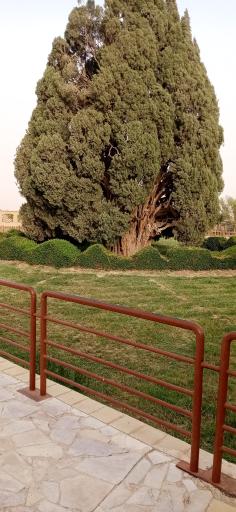 عکس سرو ابرکوه