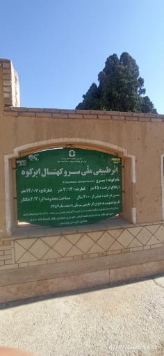 عکس سرو ابرکوه