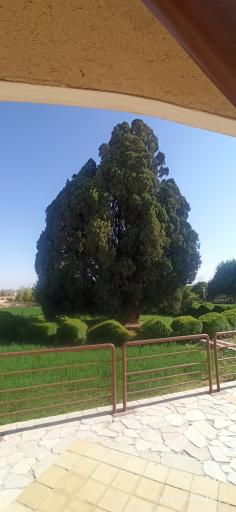 عکس سرو ابرکوه
