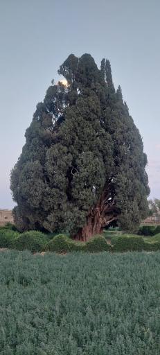 عکس سرو شهرستان ابرکوه استان یزد