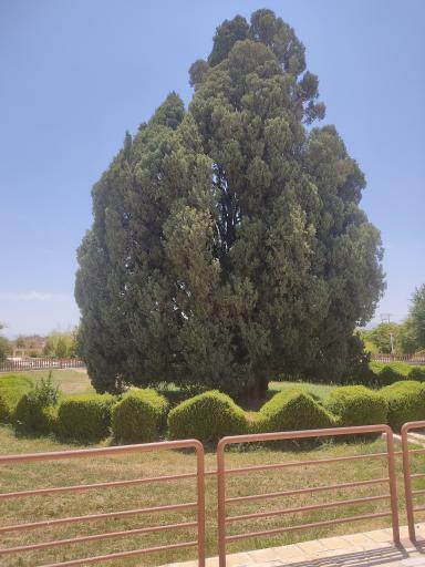عکس سرو شهرستان ابرکوه استان یزد