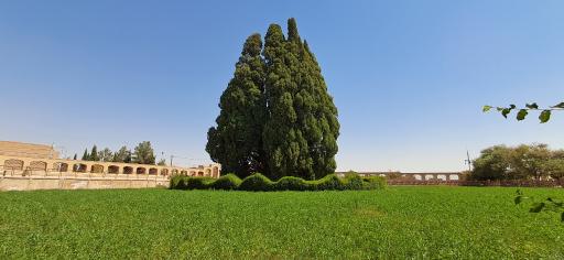 عکس سرو شهرستان ابرکوه استان یزد