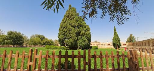 عکس سرو شهرستان ابرکوه استان یزد