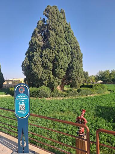 عکس سرو شهرستان ابرکوه استان یزد