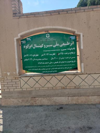 عکس سرو شهرستان ابرکوه استان یزد