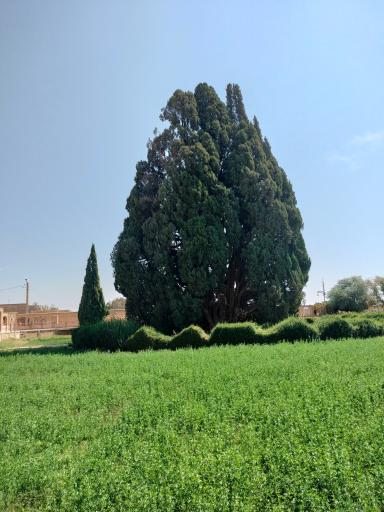 عکس سرو شهرستان ابرکوه استان یزد