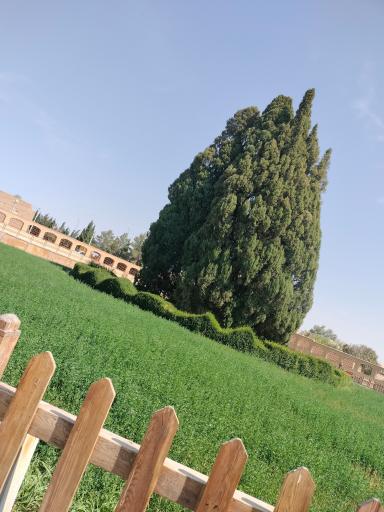 عکس سرو شهرستان ابرکوه استان یزد