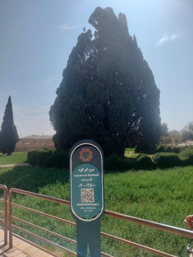 عکس سرو شهرستان ابرکوه استان یزد