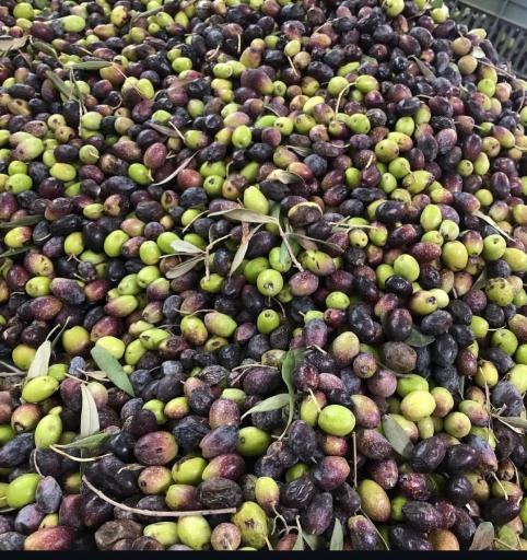 عکس کارگاه روغن کشی زیتون