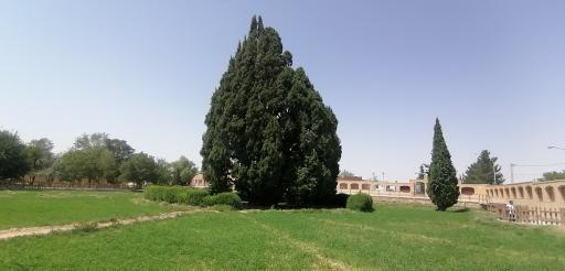 عکس سرو ابرکوه