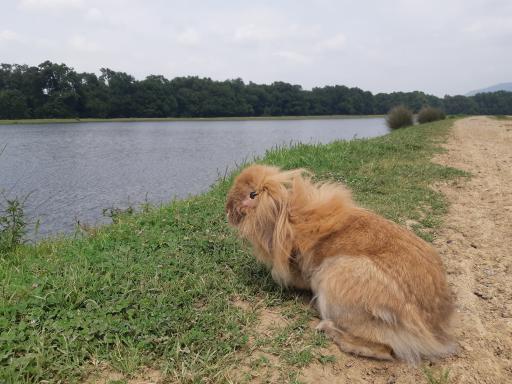 عکس آب بندان محمد آباد فندرسک 