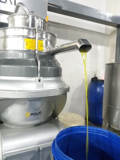 عکس زیتون امیر رضا