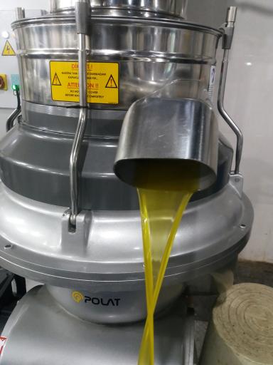 عکس زیتون امیر رضا