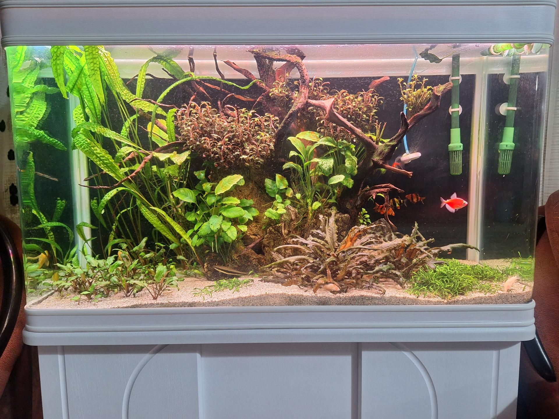 عکس آکواریوم مرکزی (ایران آکواریوم)