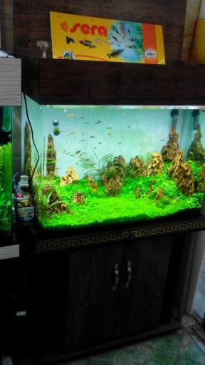 عکس آکواریوم مرکزی (ایران آکواریوم)