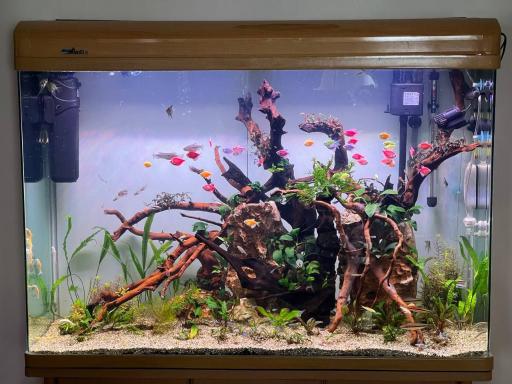 عکس آکواریوم مرکزی (ایران آکواریوم)