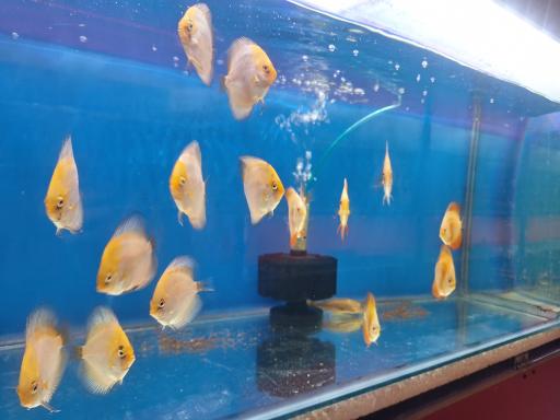 آکواریوم مرکزی (ایران آکواریوم)