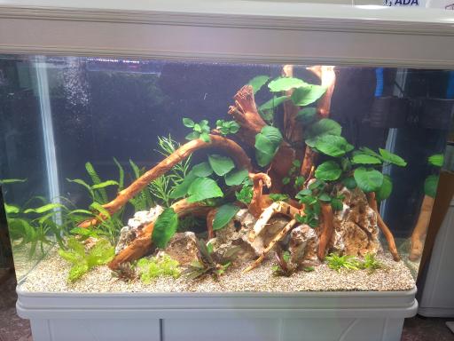 عکس آکواریوم مرکزی (ایران آکواریوم)