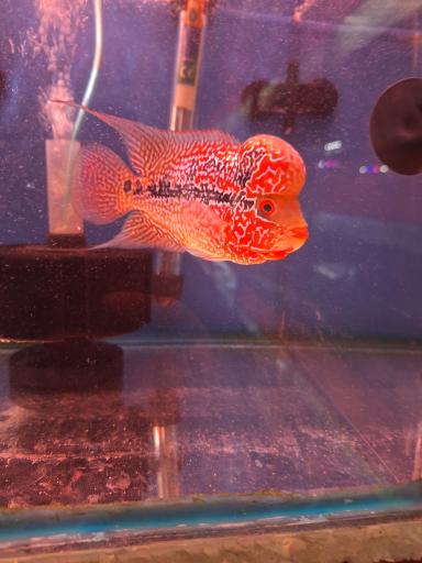 عکس آکواریوم مرکزی (ایران آکواریوم)