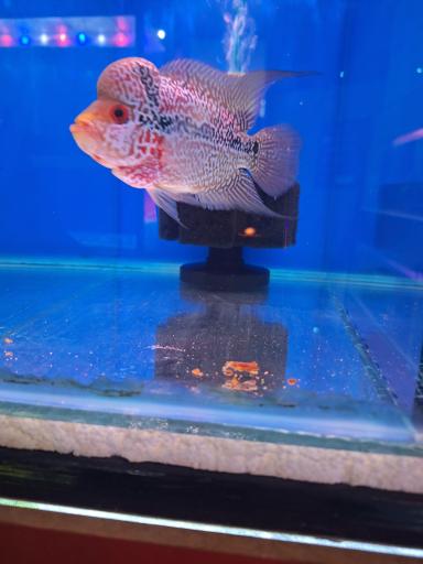 آکواریوم مرکزی (ایران آکواریوم)