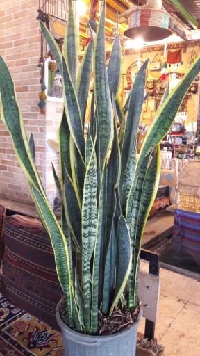 عکس فروشگاه اینترنتی گل و گیاه الی ماما