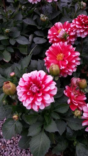 عکس موسسه تولید گل اردیبهشت