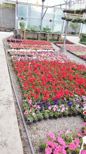 عکس موسسه تولید گل اردیبهشت