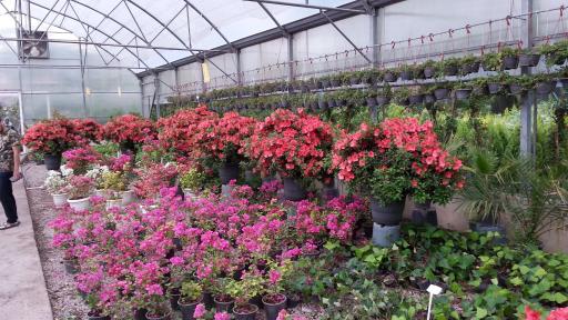 عکس موسسه تولید گل اردیبهشت