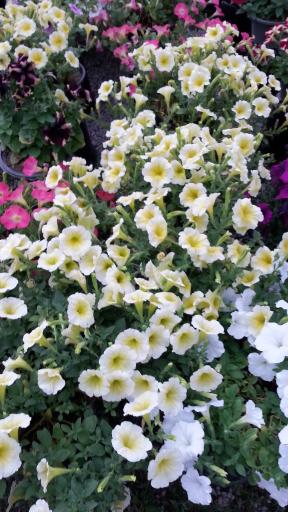 عکس موسسه تولید گل اردیبهشت