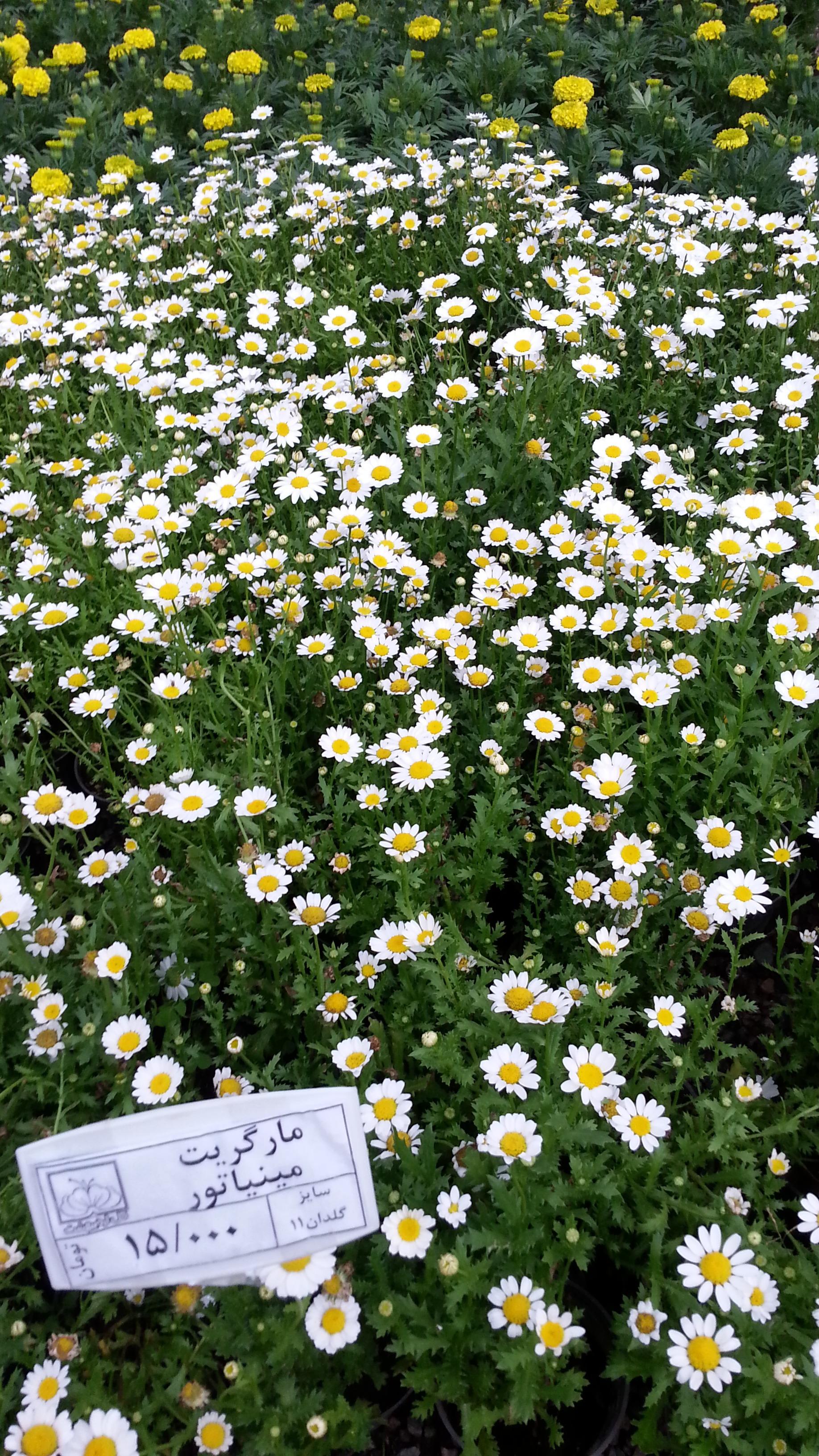 عکس موسسه تولید گل اردیبهشت