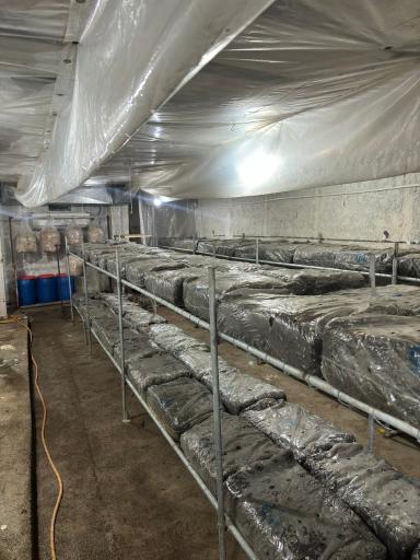 عکس پرورش قارچ فرزافارم