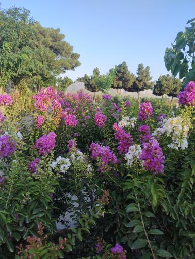 عکس موسسه تولید گل اردیبهشت