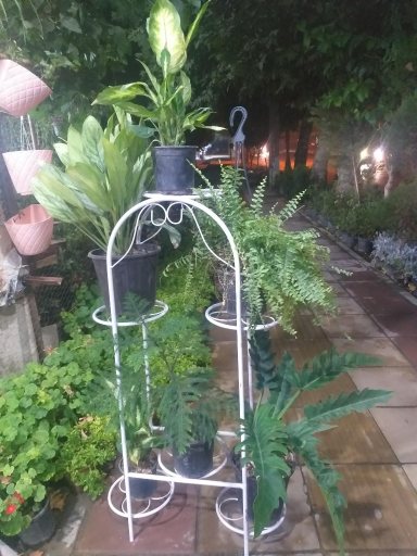 عکس گلفروشی کریمی