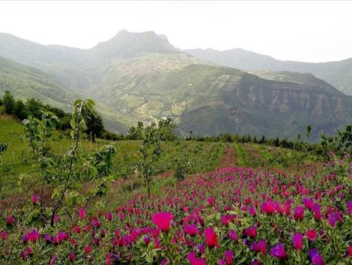 عکس الهادی