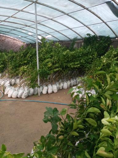 عکس گل سرای محمد زاده شعبه ۱