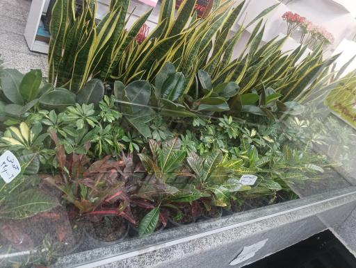 عکس گل گلابتون