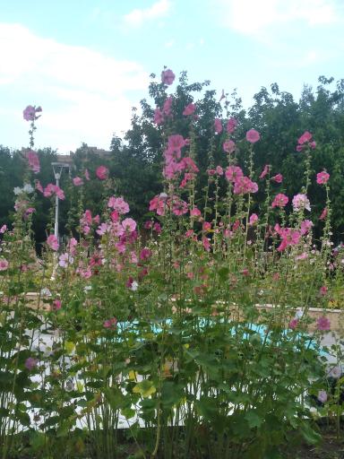 عکس بوستان بانوان پروانه