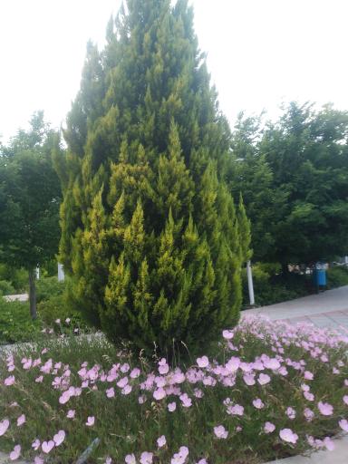 عکس بوستان بانوان پروانه