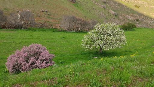 باغ مرادی و سعیدی