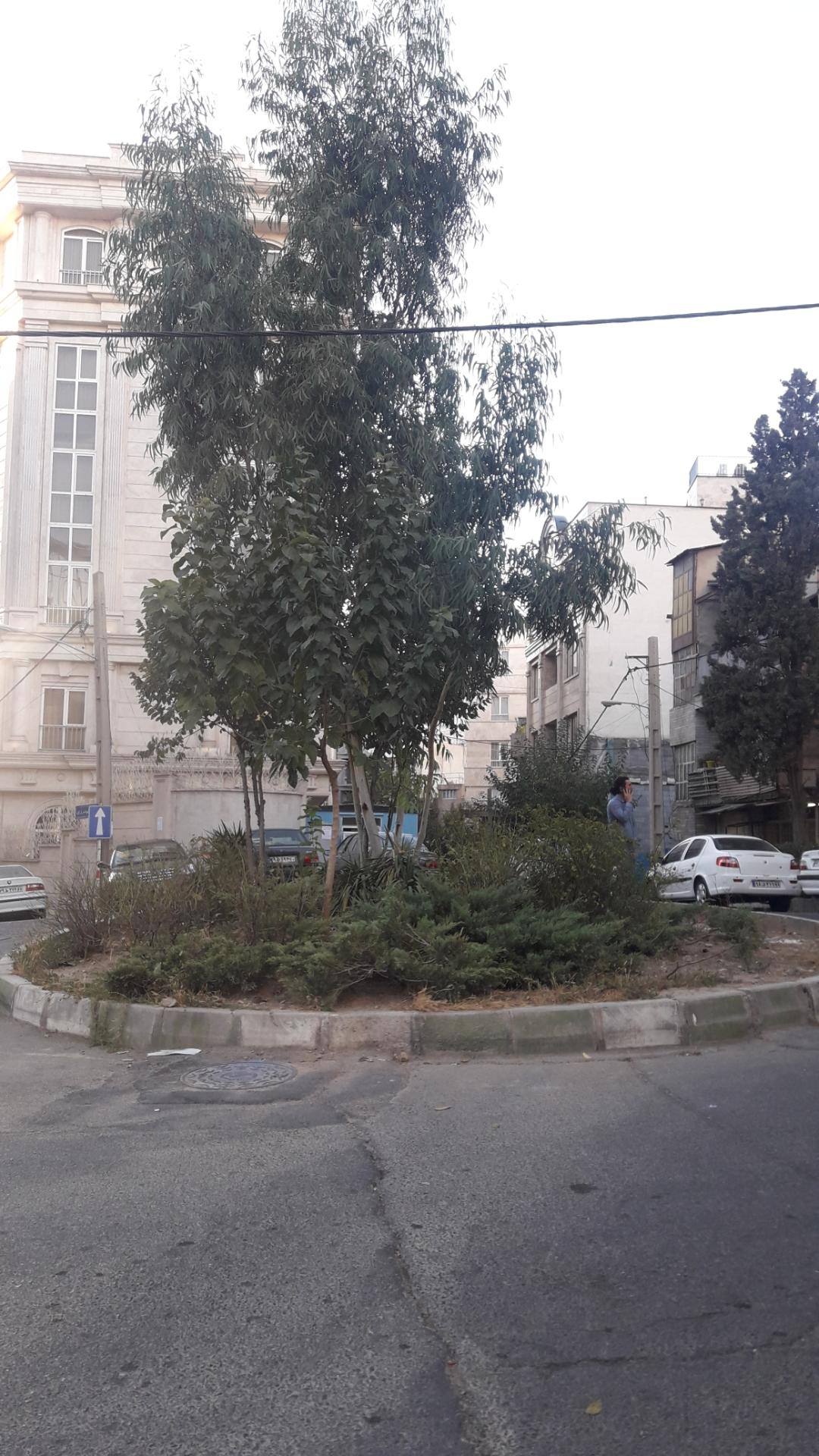 عکس میدان بنفشه