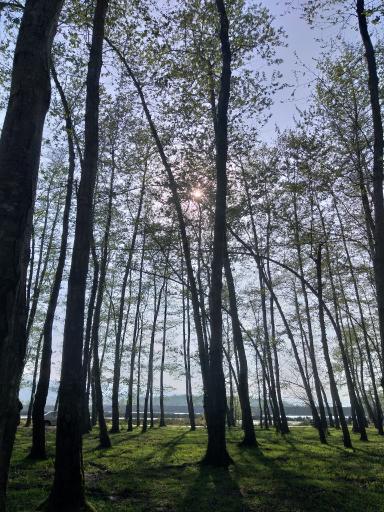 عکس جنگل لفور