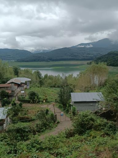 عکس جنگل لفور