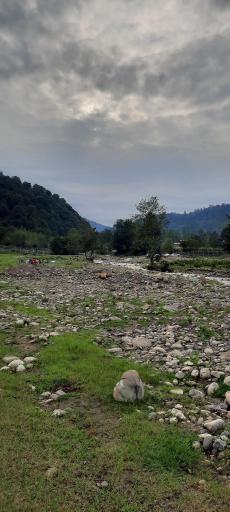 عکس جنگل لفور