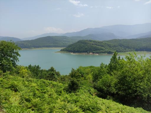 عکس جنگل لفور