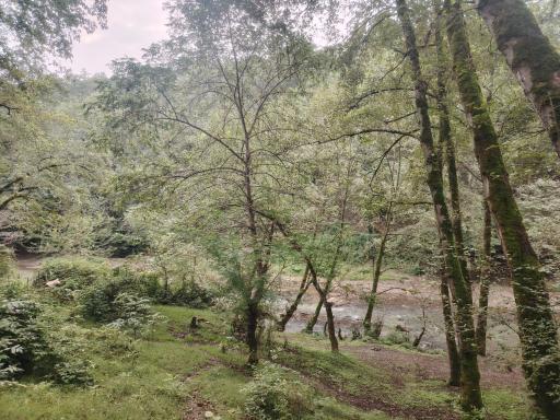 عکس جنگل لفور