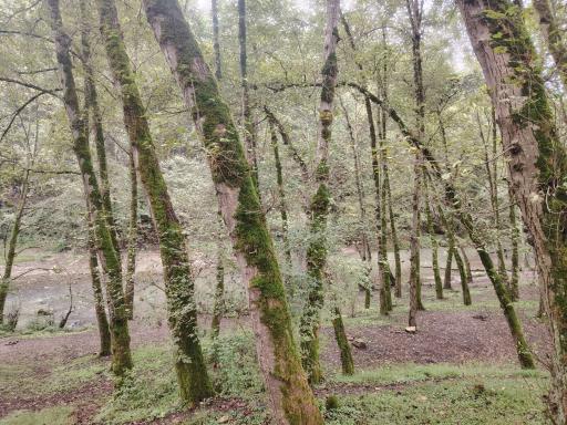 عکس جنگل لفور