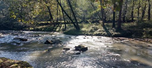 عکس جنگل لفور